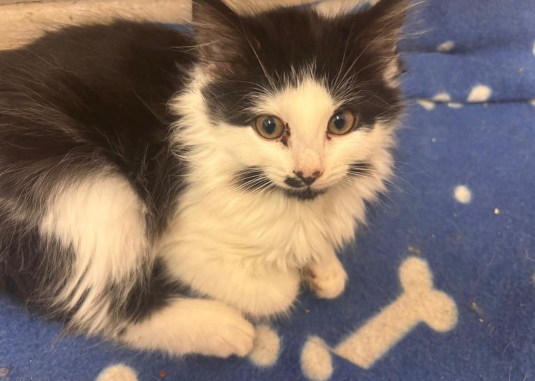 Two Kittens for Sale