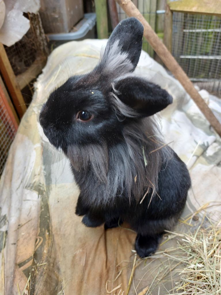 4 month male mix breed rabbit 