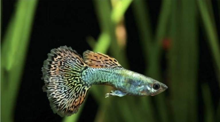 Guppies 