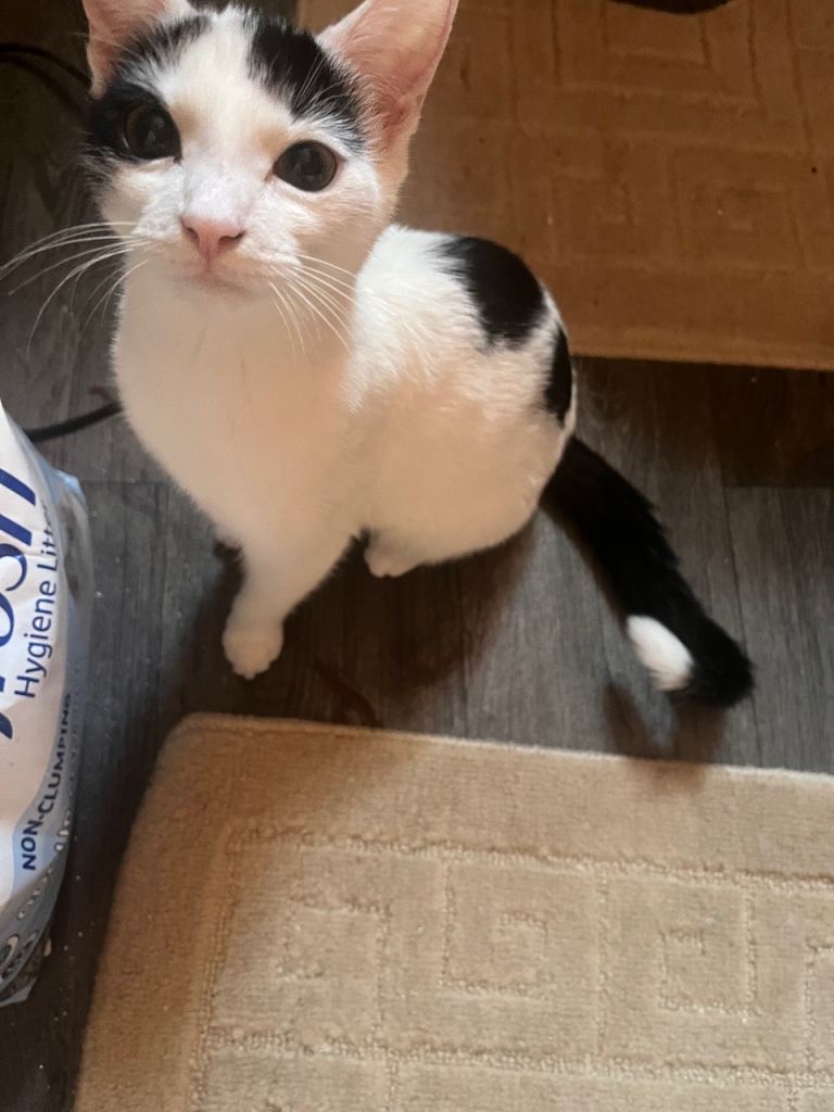 Kitten for sale