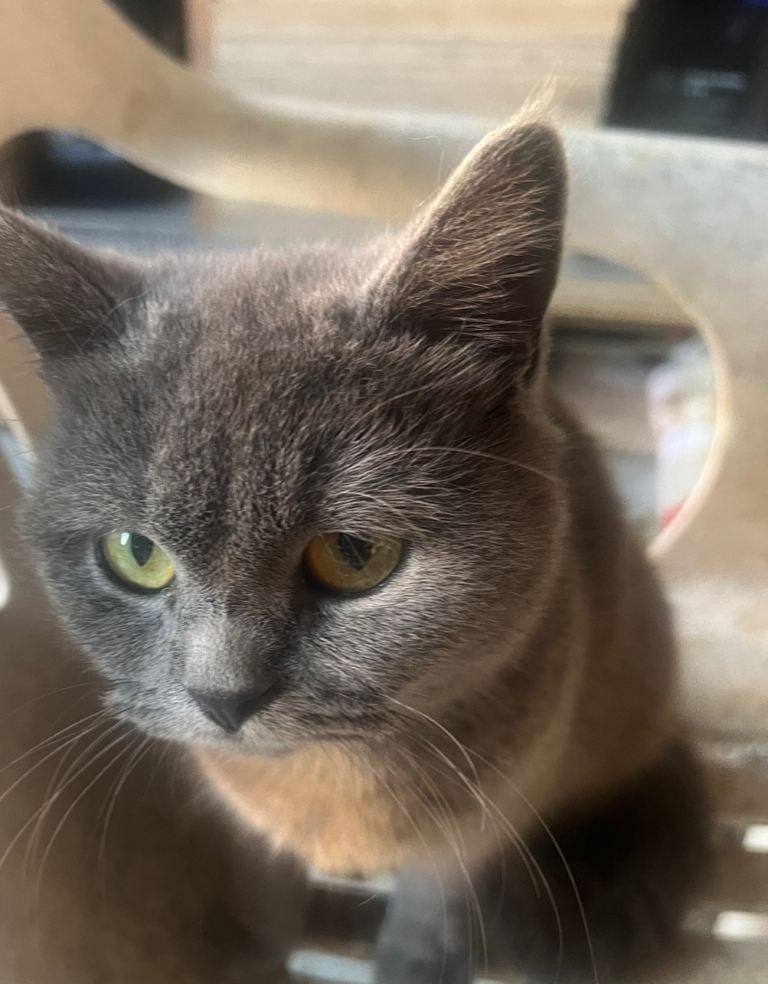 British short hair female