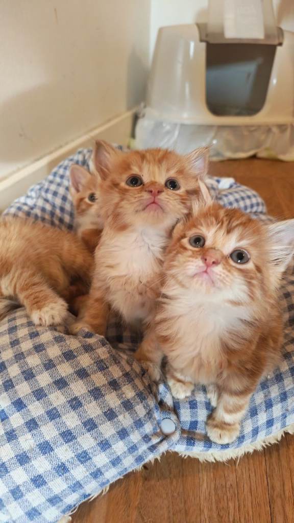 4 ginger kittens ready for new homes