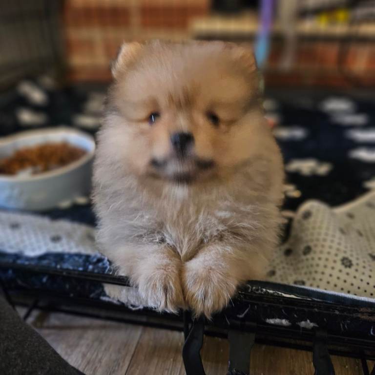 1 BOY pomeranian baby's 