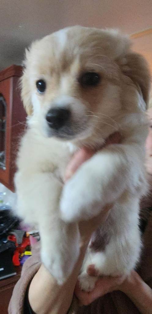 Furry puppies looking for new home 