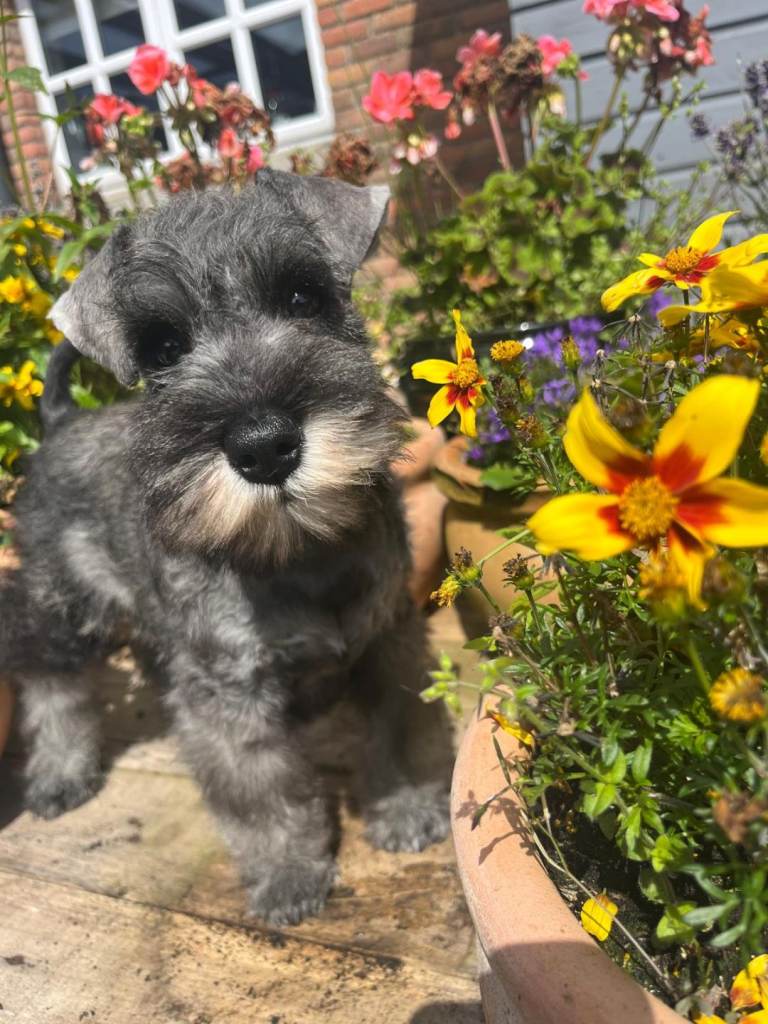 Miniature Schnauzer 