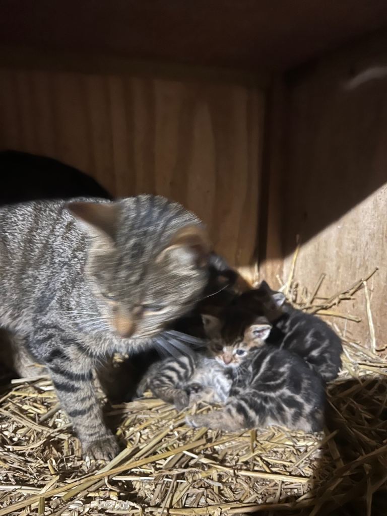 Adorable tabby kittens