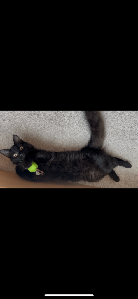 4 Beautiful, gorgeous loving outgoing kittys!