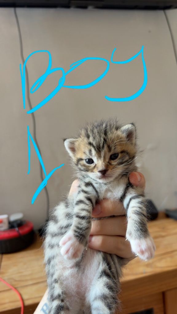 Male kittens 