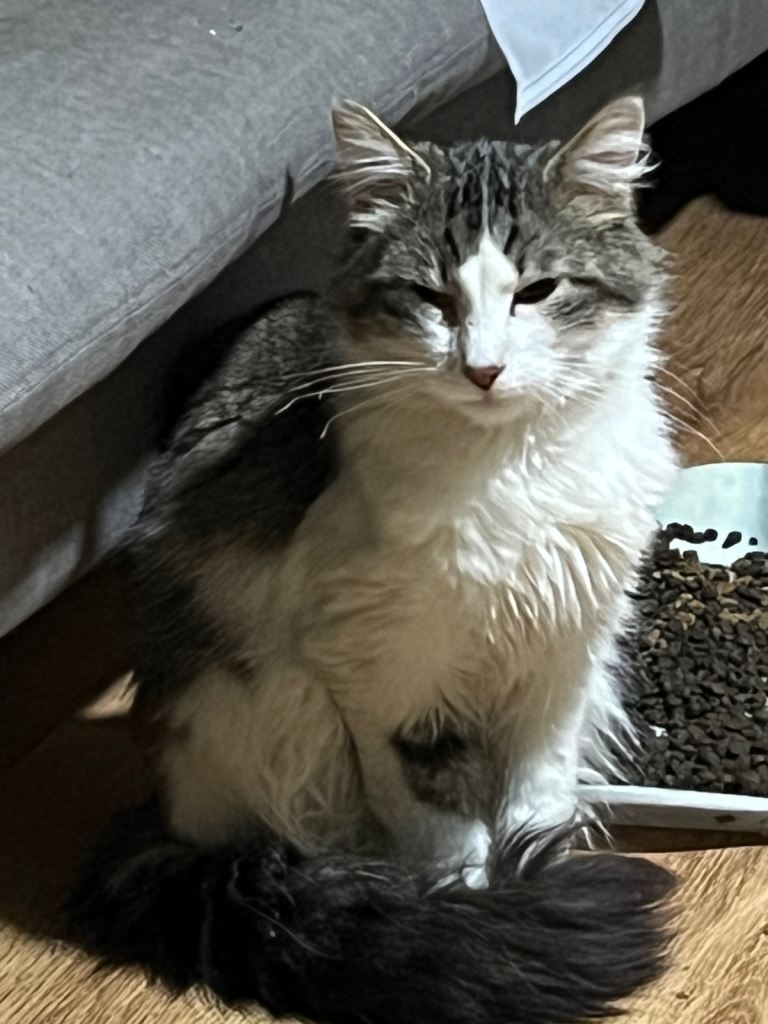 ‘PEACHES’ RAGDOLL CROSS TABBY SO MIXED