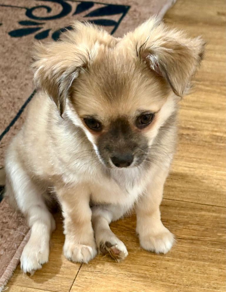 Long coat chihuahua puppies 