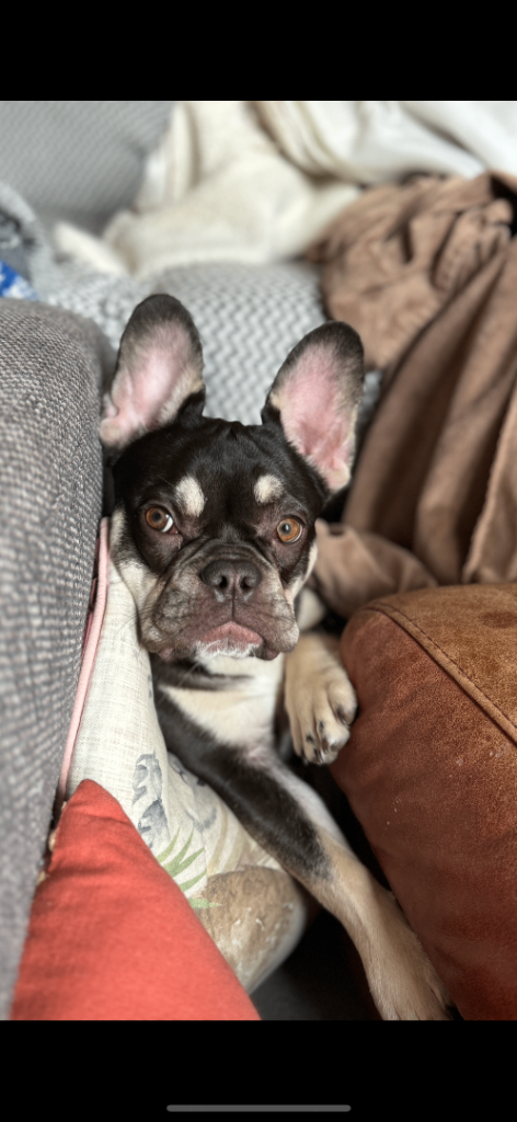 KC registered French bulldog 2.8 years old 