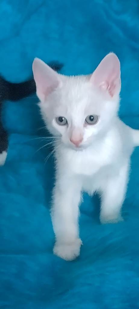 The Magnificent Five - Turkish Angora mix kittens