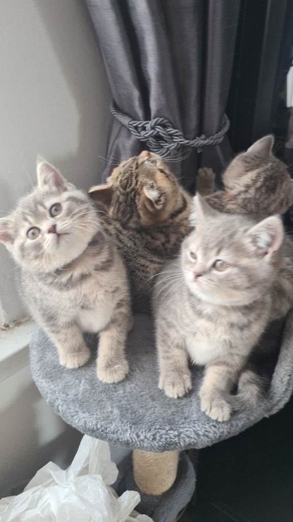 Adorable Bristh ShortHair kittens