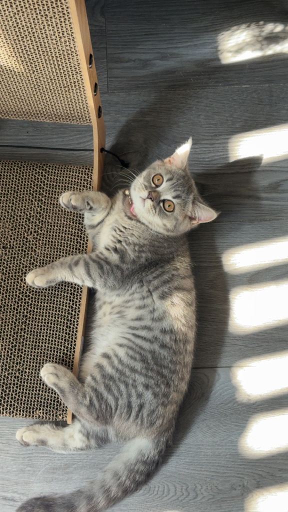 British Shorthair Kitten 