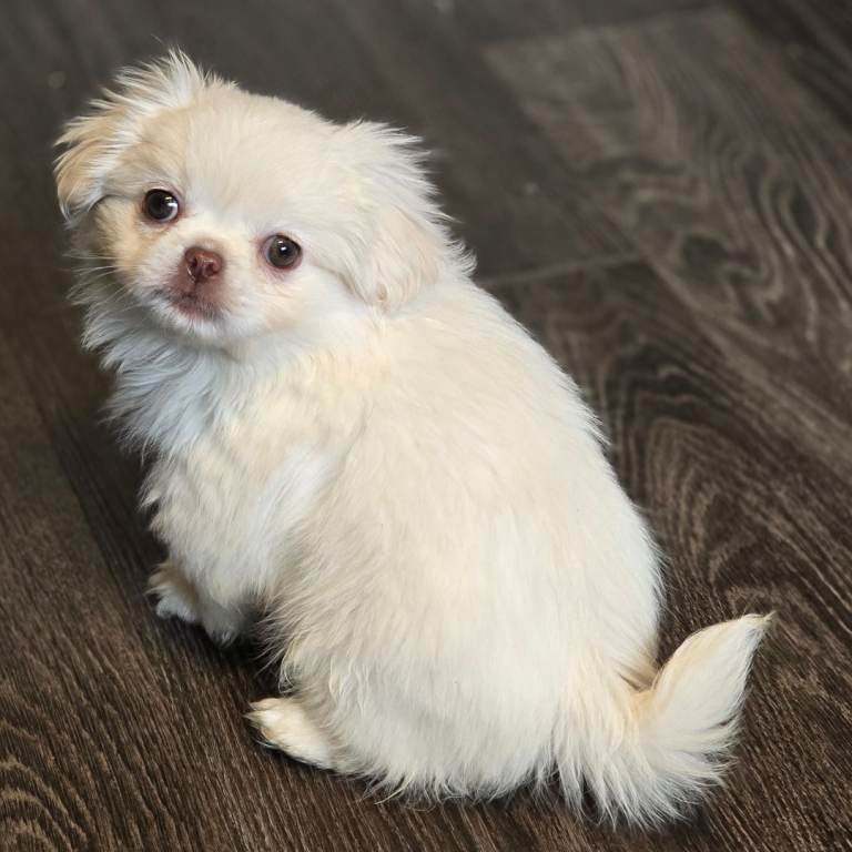 Pekingese Puppies