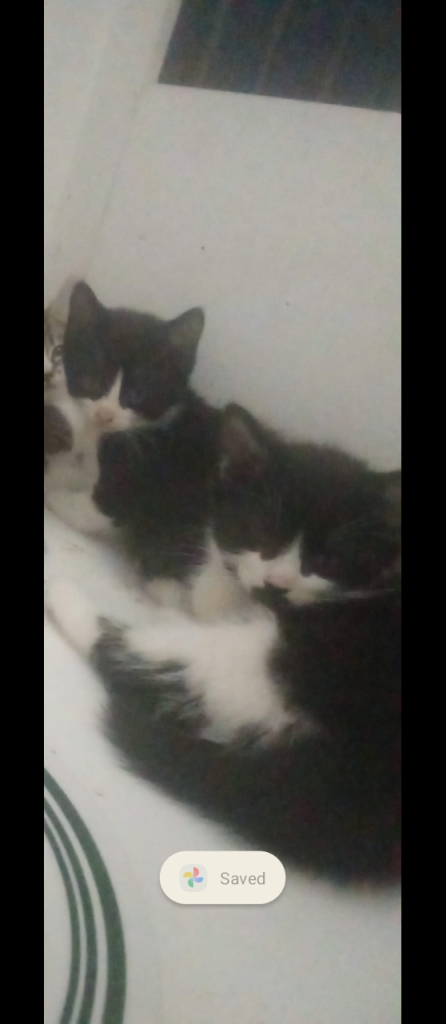 Kittens For Sale Last One Available 