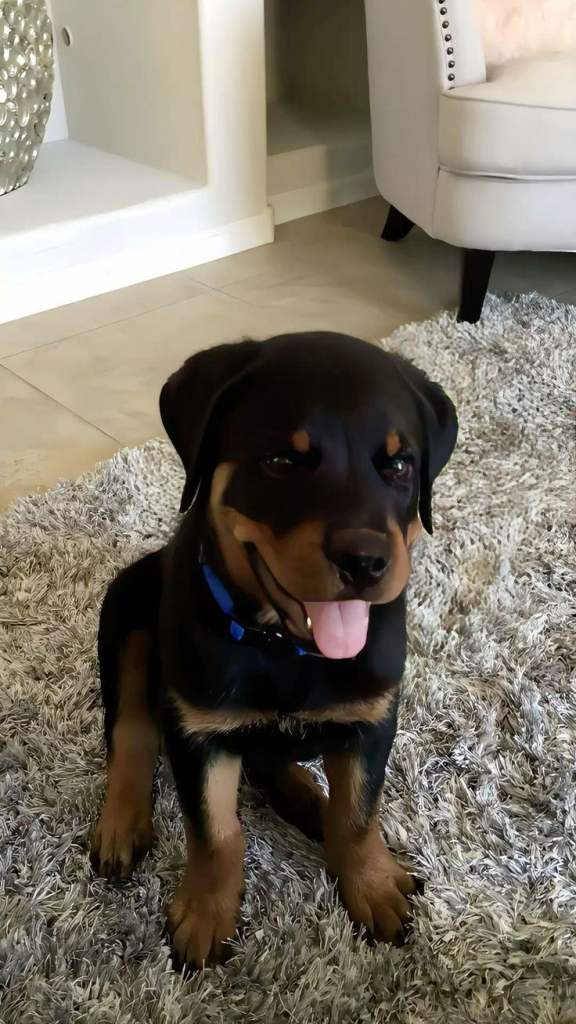 image for Make rottweiler 