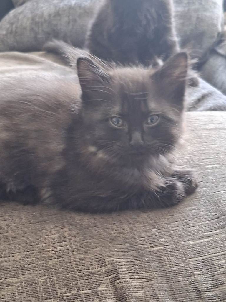 9 week old kitten 