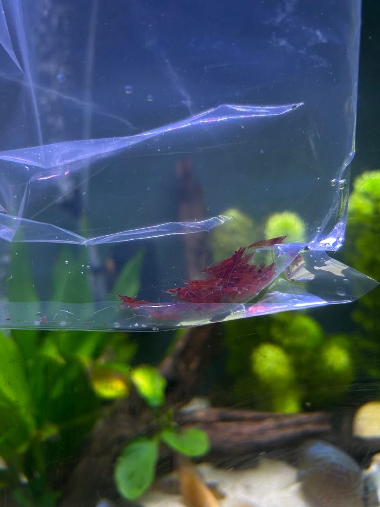High grade Bloody Mary red neocaridina shrimp