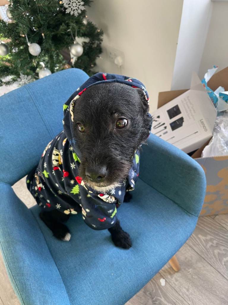 Loving Home Needed for Our Beautiful Dog 🐾