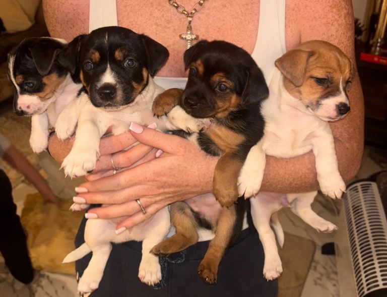 4x Jack Russel puppies 