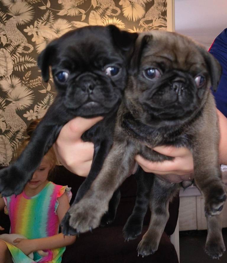 Pug puppys
