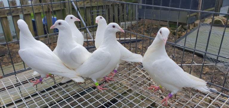 Pigeons For Sale 