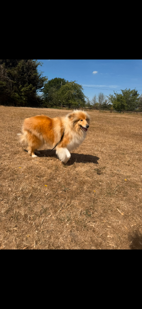 Rough collie for sale