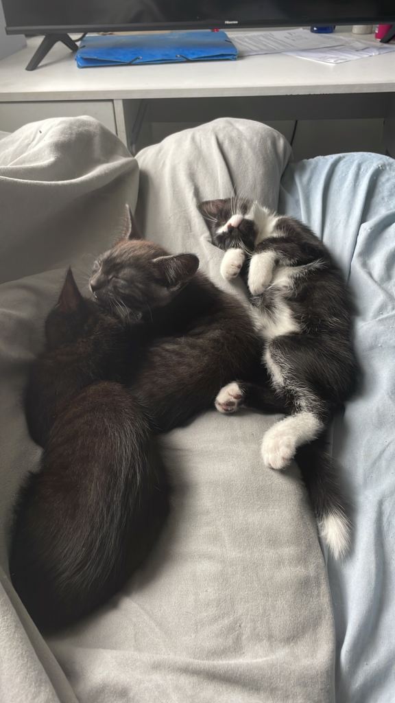 3 kittens