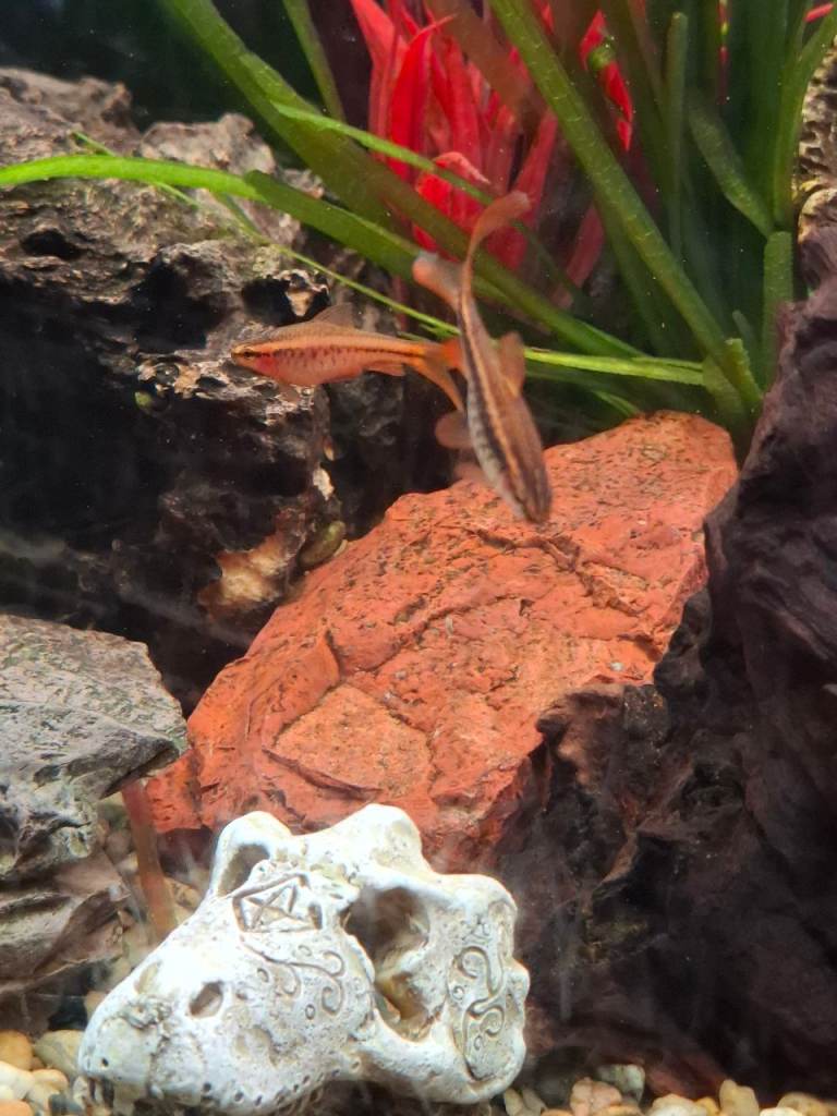 7 Cherry barbs free to good home