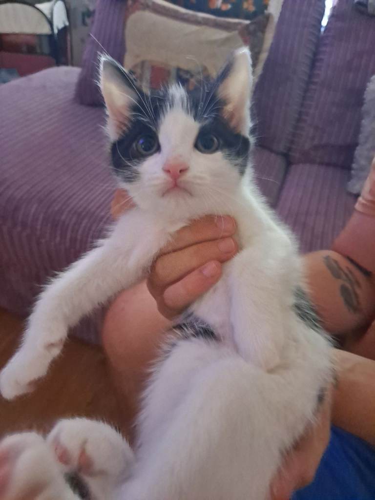 Kittens