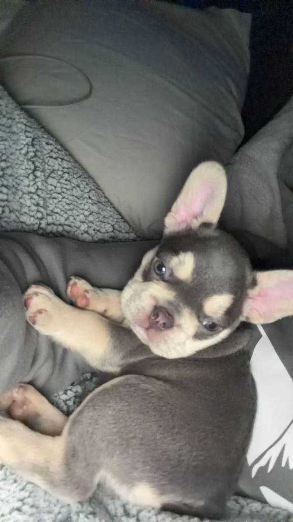 French bulldog puppies