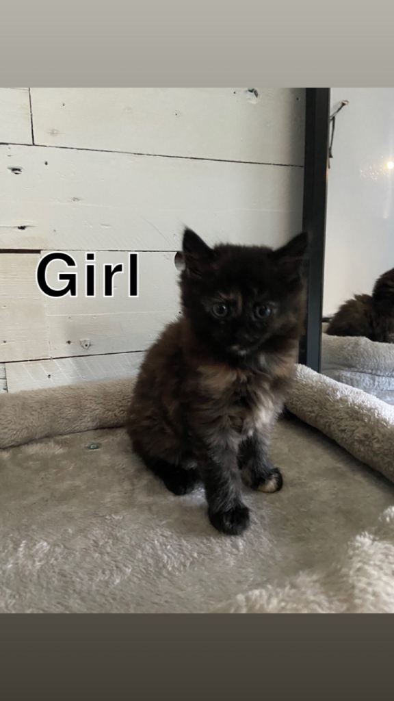 Kittens 