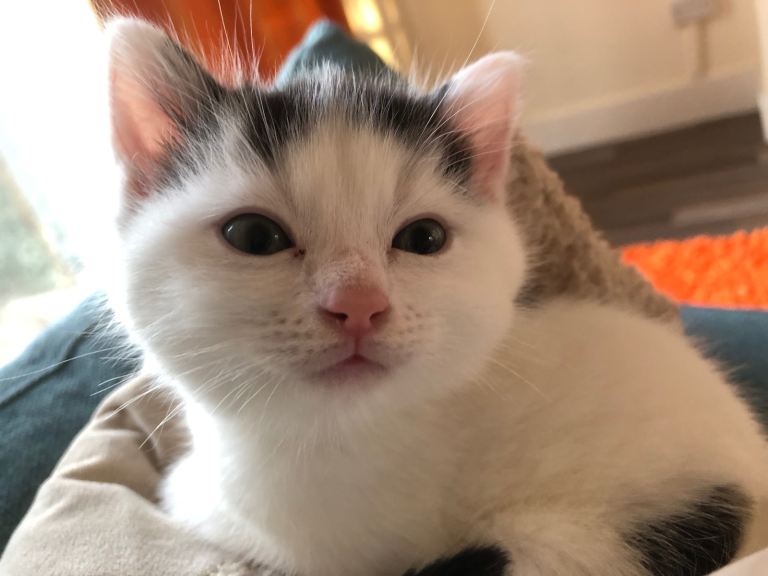 Kittens - 1 Boy and 1 Girl