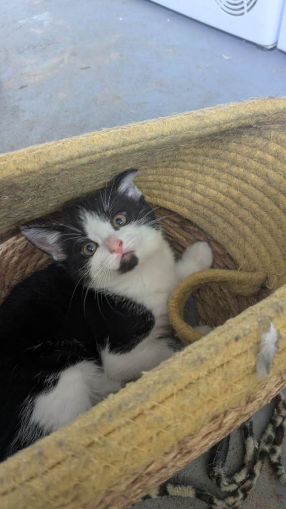 1 male and 3 female kittens available