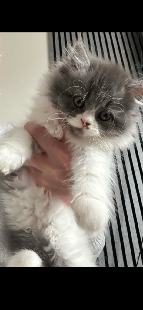 Persian kittens 