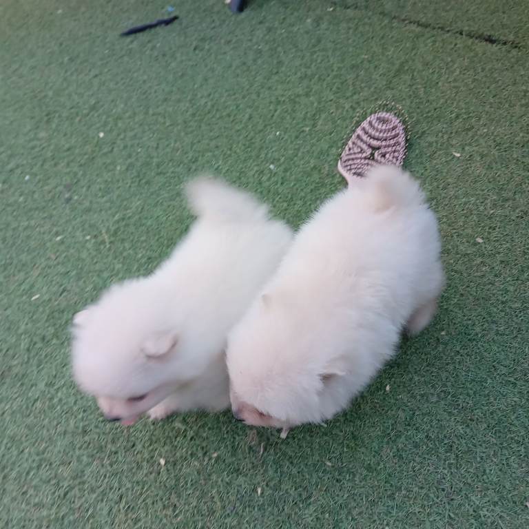 Pomeranian pups 8 weeks old