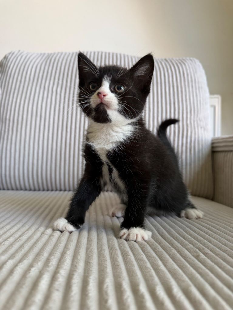 Lovely kitten looking for her  forever home 