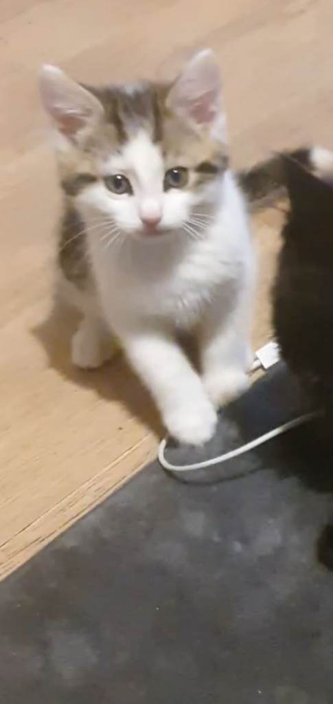 Kitten for sale 