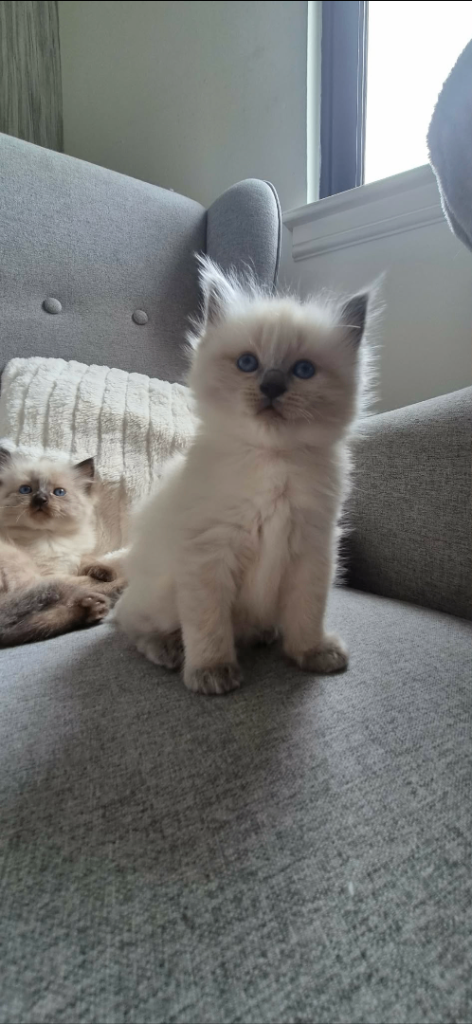 2 wee kitten looking for new home