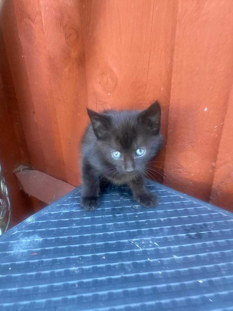 Gorgeous 8 weeks old kittens in whitechapel 