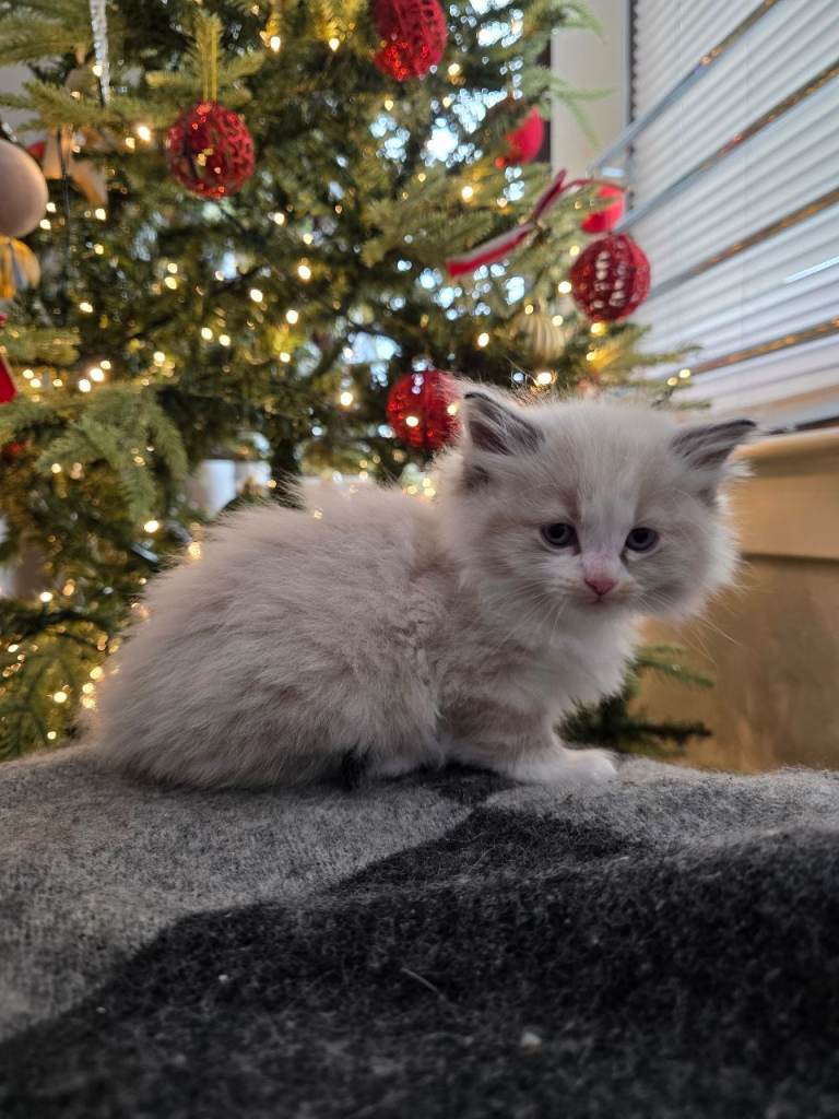 Beautiful Fluffy White Male Ragdoll Cross Kitten – £650 – Glasgow 🤍