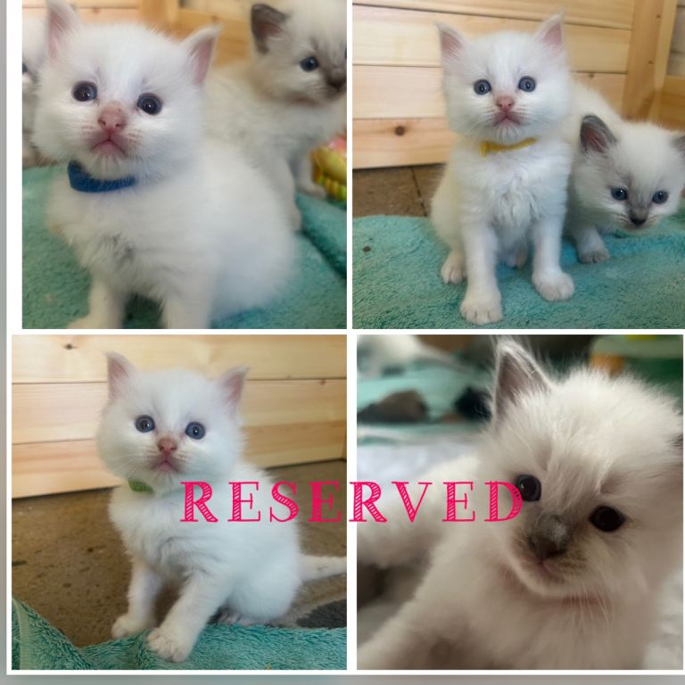 Beautful ragdoll kittens 