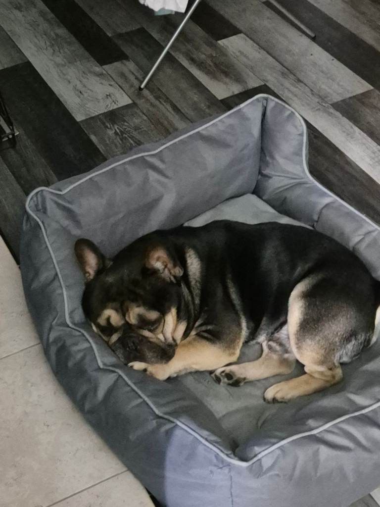 Frenchie