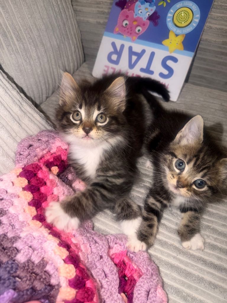 Kittens ready for a new home 