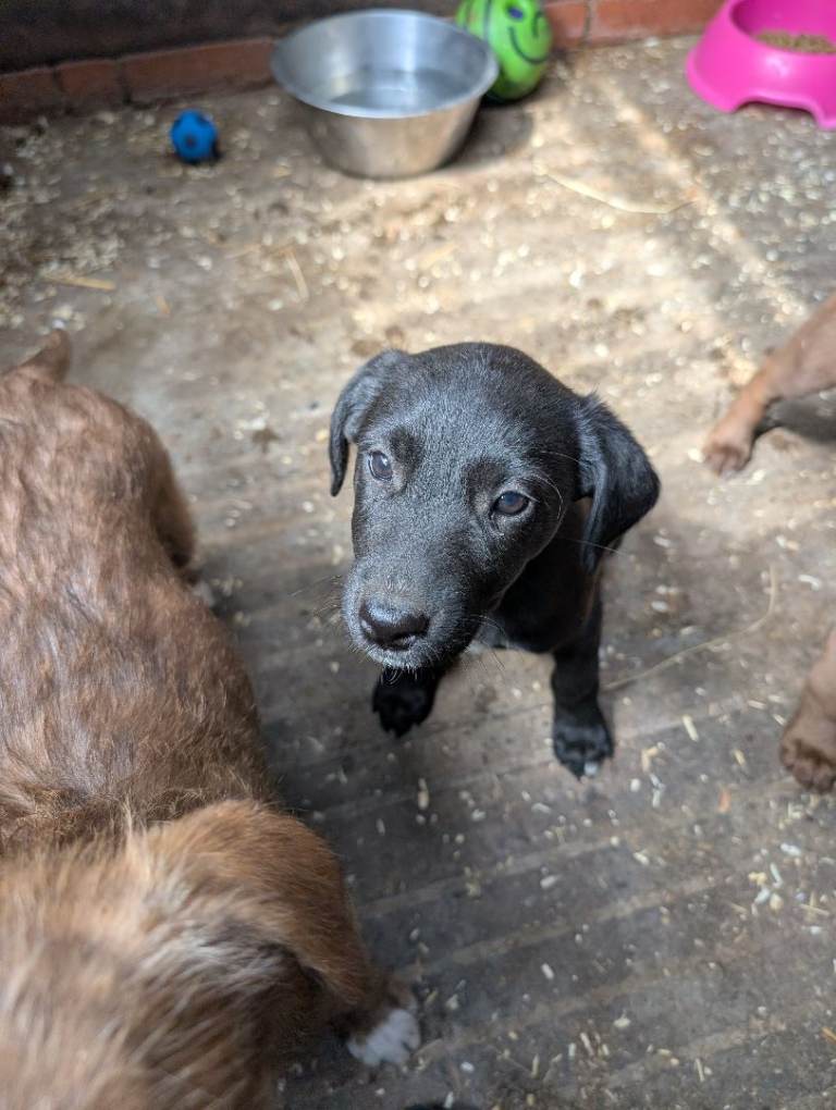 Labradoodle x lurcher 