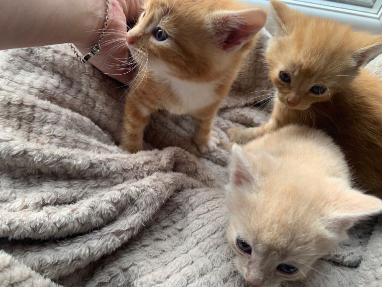 Orange 2 boys left !! NEED HOMES NOW