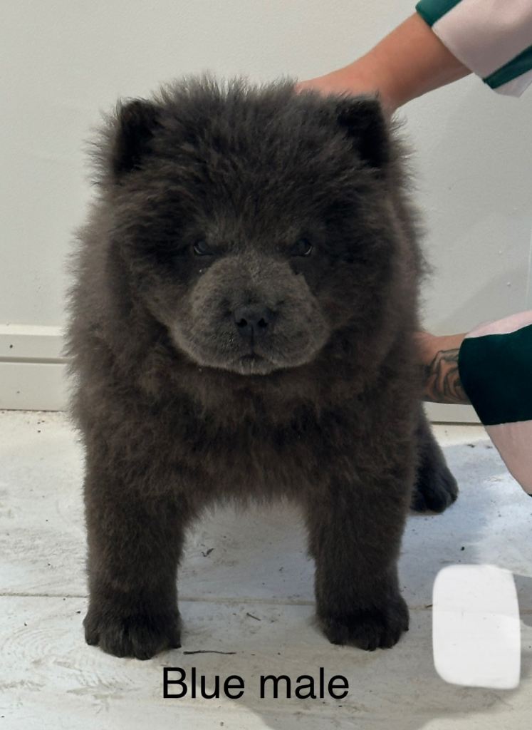 Beautiful Chow Chow Puppies – Loving Family Homes Wanted