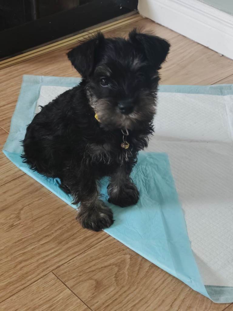 Mini schnauzer puppy 