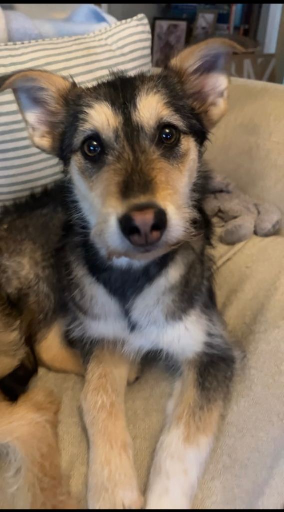 Naya- a little puppy looking for a forever home!